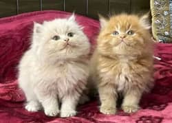 Persian breed pair urgent sale