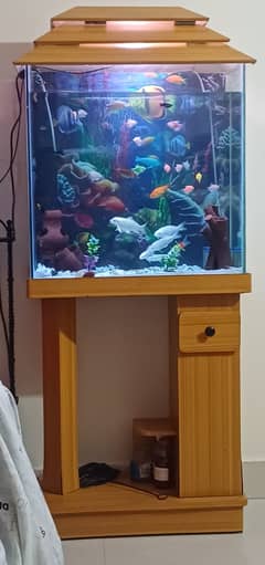 Fish Aquarium