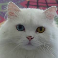 Pure Persian Odd Eyes Male Cat (WhatsApp 03275691307)