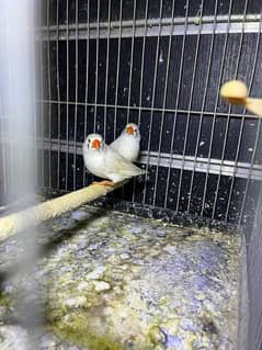 Finches Mutations available with cheapest price only