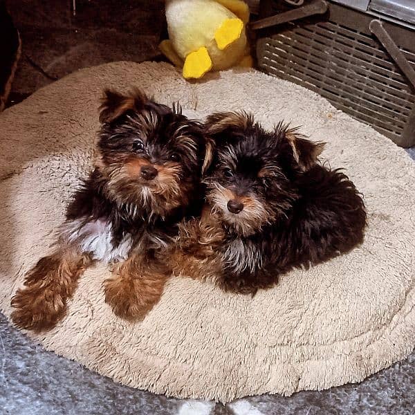 Yorkshire Terrier puppies | imparted Puppy | Yorkshire Dog | Dog 5