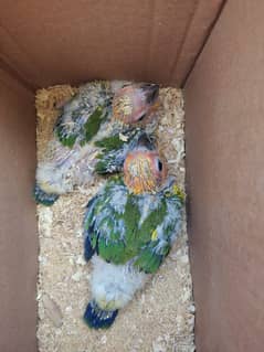 Sunconure chicks