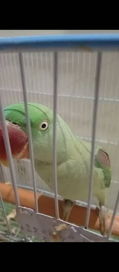 Speaking Raw Parrot