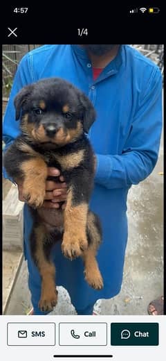 Rottweiler Puppy for Sale