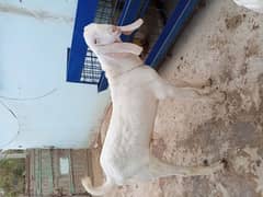 2 dhnat Bakra pure rajanpuri