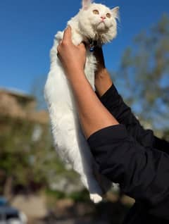 Male Persian cat fully Vaccinated 6 Months Age