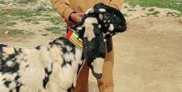 Desi bakra Urgent For Sale Call me