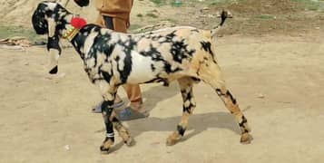 Desi bakra Urgent For Sale Call me