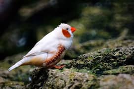 zebra finch available for sale breeder pairs 2000 per pair