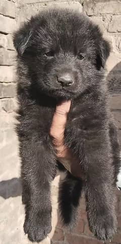 Black German shepherd