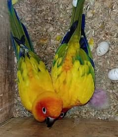 sun conure  breeder pair with 3 chicks