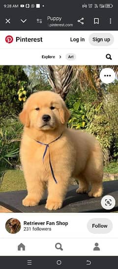 golden retriever puppies 03361777030