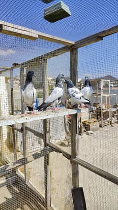 Piplan Breed baby pigeon