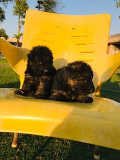 Jurman shepherd long coat puppies for sale