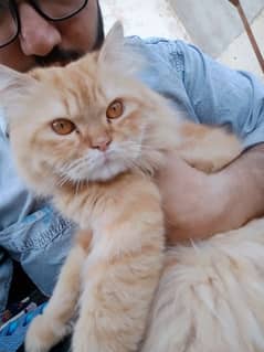 Persian male cat