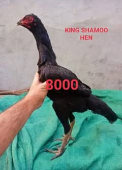 BLACK KING SHAMOO MADI/ /RAMADAN OFFER / PURE SHAMOO HEN /high quality