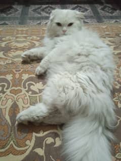 Persian Top Quality Male For Sale