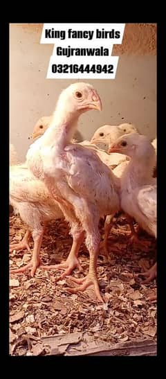 100 % pure Shamo Chicks for sale