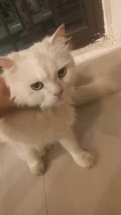 Persian Cat for sale