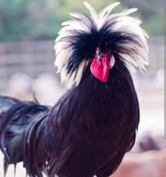 Coco and black bharama, Buff polish۔. chick's available