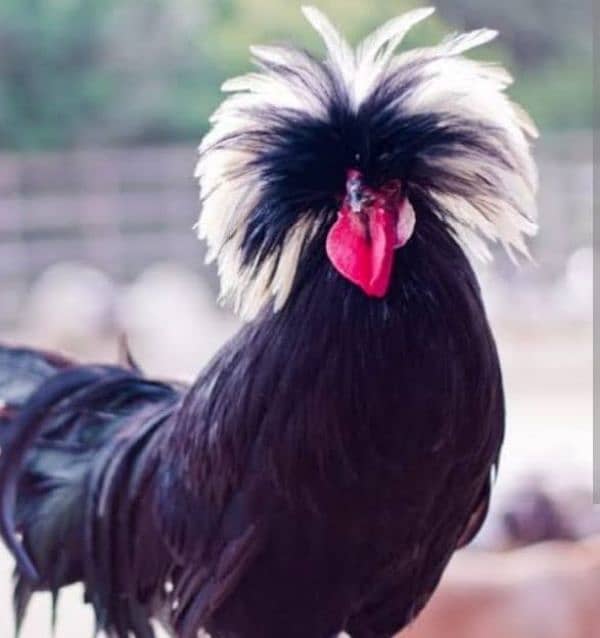 Coco and black bharama, Buff polish۔. chick's available 0