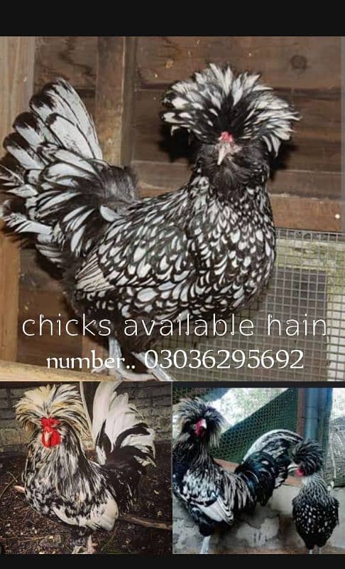 Coco and black bharama, Buff polish۔. chick's available 2
