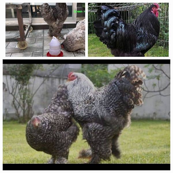 Coco and black bharama, Buff polish۔. chick's available 4