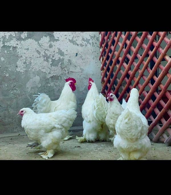 Coco and black bharama, Buff polish۔. chick's available 6