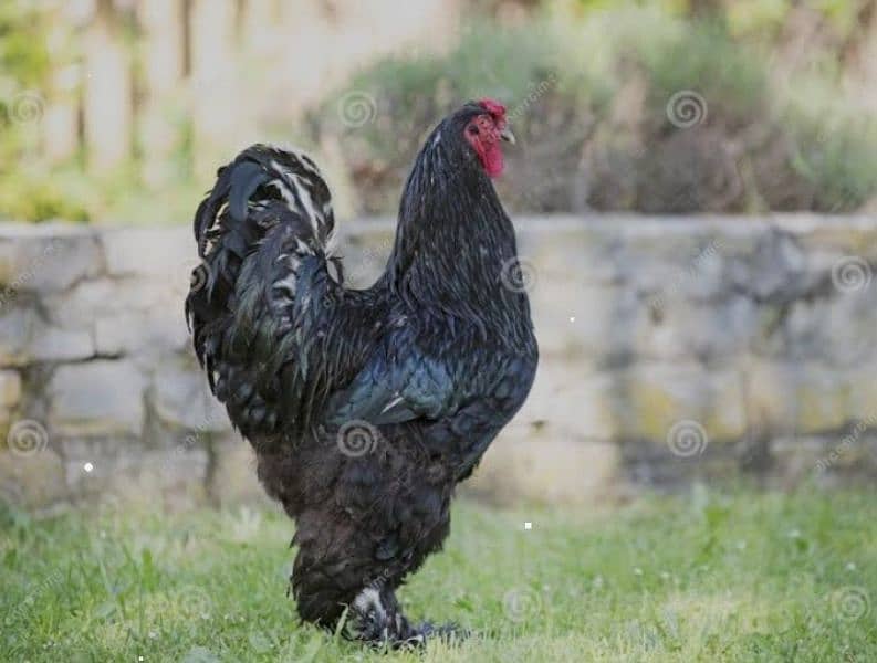 Coco and black bharama, Buff polish۔. chick's available 8
