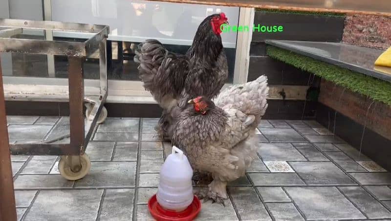 Coco and black bharama, Buff polish۔. chick's available 9