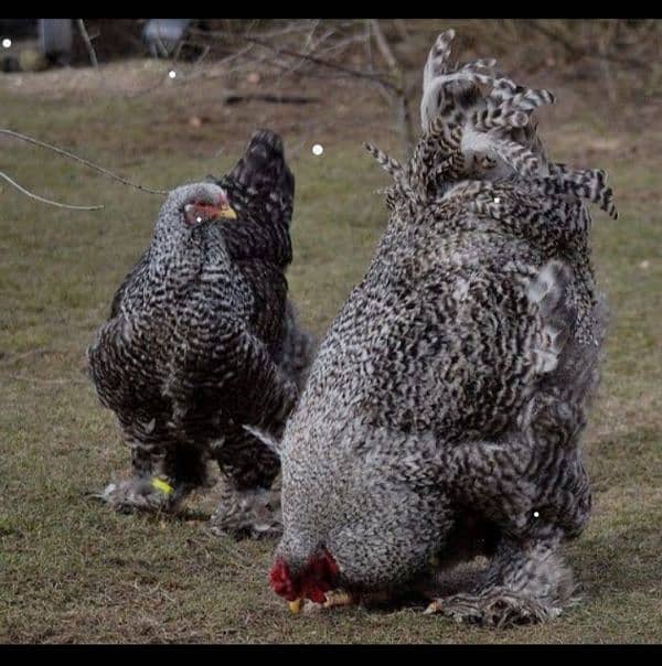 Coco and black bharama, Buff polish۔. chick's available 10