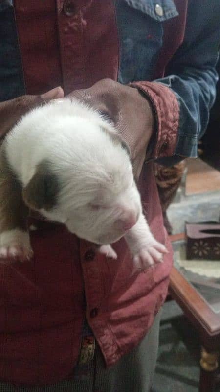 American pitbull puppies 0