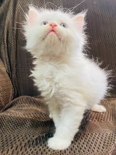 Persian kitten for sale Triple coat