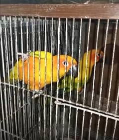 Sunconure pair