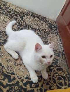 cat sell argent plz only contact Hyderabad people