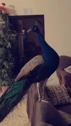 male peacock blue shoulder