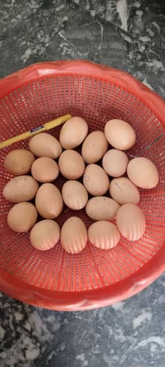 Thai burmi eggs for sale