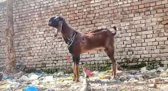 qurbani k heavyweight bakra