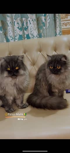 PERSIAN CATS