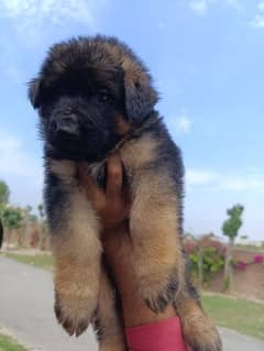 German shepherd puppies for sale