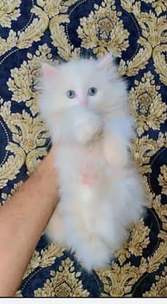 Persian Cat for sale my WhatsApp number 0326/74/83/108