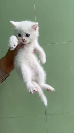 blue eyes Persian kitten