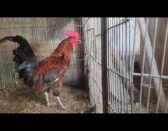 gray cocktail female or desi murga for sale