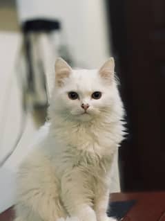 6 months old persian female cat