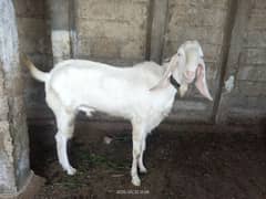 gulabi nukra breeder , and 1 bharbari male