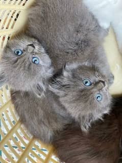 High quality kittens available 3 grey 1 choclaty or 1 white