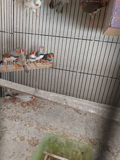 zebra finch  breeder males for sale