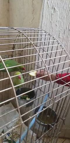 9 months old ring neck parrots