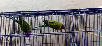 Plump head parrot breeder pair