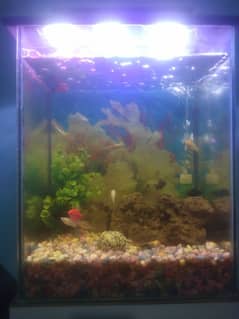 Fish aquarium with 12fishes